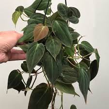 Philodendron Hederaceum Micans Special Plants Nelumbogarden In 2020 Plants Philodendron Plant Leaves