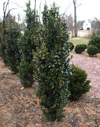 Boxwood Cultivars Ajf Design