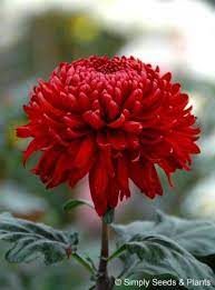Chrysanthemum Red Regal Mist A Deep Red Intermediate Bloom Chrysanthemum For October Flowering Crysanthemum Flower Beautiful Flowers Pretty Flowers