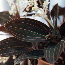 15 Easy Care Orchids Anyone Can Grow Jewel Orchid Orchid Plants Orchids