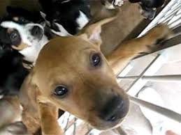 We also recommend filing a lost/found report with our local animal shelters: Adoptable Puppies Animal Welfare League Charlotte County Fl Youtube