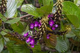 Image result for Macropsychanthus