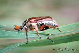 Bekijk meer ideeën over tekenen, meiden tekeningen, meisjes tekenen. Meikever Weblog Zwolle Nieuws