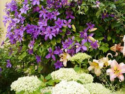 Very free and repeat flowering, producing flower buds from the leaf axils and end of stems. Wir Stellen Bewahrte Clematissorten Aus Dem Jahr 2020 Vor