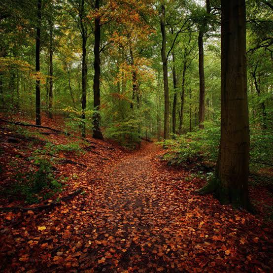 fall garden path