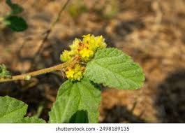 Image result for Waltheria