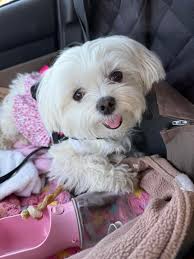 For my Sonic Fans! HIGH 5 D EAL with extra c0upon! Have you lnvited your  friends?? Check out the glveaway! --  **https://www.facebook.com/groups/mamahawkonthehunt/permalink/721901799428360/?mibextid=Nif5oz**  #mamahawk041723 <