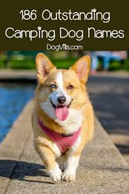 186 Camping Dog Names Dog Names Dog Camping Trail Dog