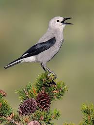 Clark S Nutcracker Nucifraga Columbiana Found In Western North America From British Columbia And Western Alberta In Beautiful Birds Pet Birds Funny Birds