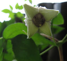 Clematis viorna, leather flower, vase vine. Species