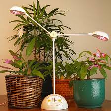 Either fluorescents or incandescents lighting systems can be used as light for indoor plants, by turning them on at four in the afternoon and off at. How Indoor Plants Grow Under Light