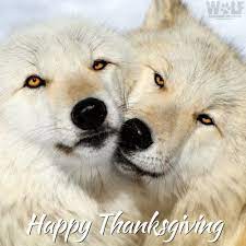 We did not find results for: Wolf Conservation Center On Twitter From Our Pack To Yours Happy Thanksgiving