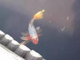 Consistently feed them and they will begin to greet you as you approach the. Do Big Koi Eat Small Koi Quora