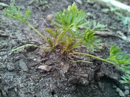 I go around my bed and use the shears to clip the seedlings that i don't want at their base, as close to the soil as i can. How To Transplant Your Carrot Thinnings Sanctuary Gardener