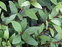 Image result for Pterocelastrus