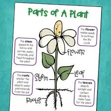 plant life cycle lessons tes teach