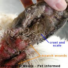 Image result for scabies rabbits ears