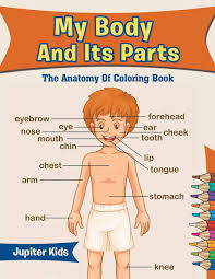 To be certain you have purchased the proper piece, or to explain the item to a mechanic, you should be able to identify the body parts of your vehicl. My Body And Its Parts The Anatomy Of Coloring Book Kids Jupiter 9781683052906 Amazon Com Books