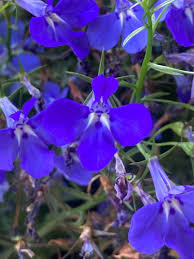Image result for Lobelia erinus