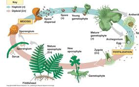 Dari skema gambar di atas dapat kita jelaskan bahwa spora adalah bentuk awal pada lumut. Pada Metagenesis Tumbuhan Paku Kromosom Haploid Ditemukan Pada Brainly Co Id