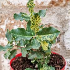 Image result for Fockea angustifolia