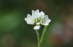 Image result for Persicaria strigosa