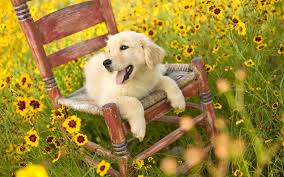 You owe it to yourselves to find the best possible golden that you can. Free Download Golden Retriever Cute Puppy Wallpapers In Hd For Desktop 1920x1200 For Your Desktop Mobile Tablet Explore 47 Puppies And Flowers Wallpapers Puppies In Flowers Computer Wallpaper Puppy