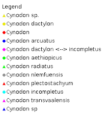 Image result for Cynodon incompletus