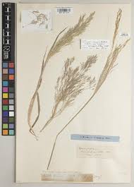 Image result for Aristida stenostachya