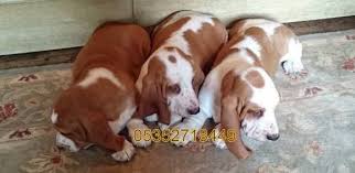 Basset Hound Fiyatlari Hush Puppies Kopek Vucut Yapisi