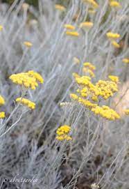 I fiori di amamelide sono molto particolari, in quanto hanno petali lineari, posizionati in maniera sparsa, a dare l'impressione di un fiore arruffato, di colore giallo, rosato o rosso porpora, molto profumato. Fiori Gialli Macchia Mediterranea