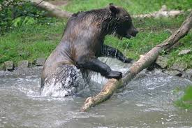 bar mario hasel zoo remigen kanton aargau
