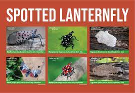 In 2014, in berks county. Extension Educators Offer Tips On Managing Spring Spotted Lanternfly Egg Hatch Penn State University