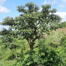 Image result for Cordia africana