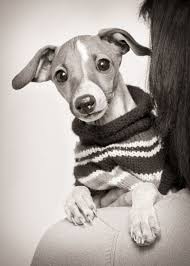 Black And White Greyhound Puppy Sweater Weather Italian Greyhounds Are Divine Little Creatures Italian Greyhound Cute Dogs Cute Animals