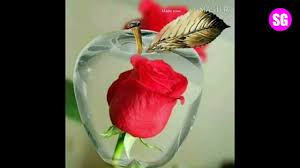 Best ever flower pics for your whatsapp profile dp. Beautiful Flowers Whatsapp Status Dp Flowers Hd Walpapers Scenery Shafeeque Gulshan Sg Youtube