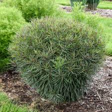Image result for Vernonia turbinella
