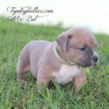 The puppies was born 7 march 2021. Pin On Puppies