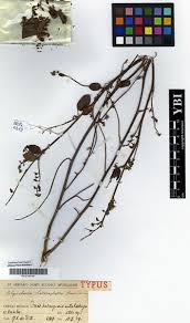 Image result for Rhynchosia heterophylla