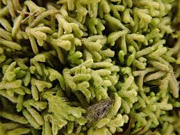 Image result for Lepidotrichilia