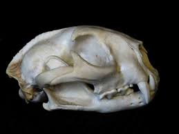 Animal Skull Identification Guide Waking Up Wild Waking