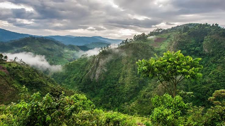 Bwindi safari accommodation for an optional gorilla trekking extension in Uganda