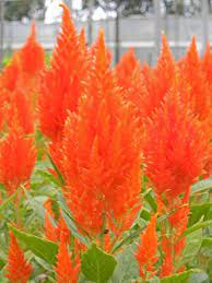 Orange Celosia Seasonal Flowers Dream Garden Flowers