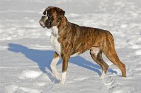 The good news is, there are many reliable breeders across the nation that provide boxer shepherds. Incredible Information About The German Shepherd Boxer Mix Breed Pet Ponder