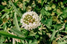 Meadow sweet has long been considered more of an herb than a weed. Find Out How To Identify Common Illinois Lawn Weeds Elite Lawn Care