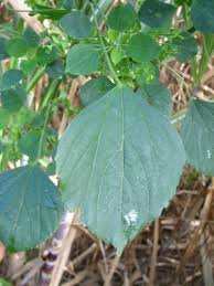 Image result for Acalypha ciliata