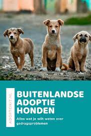Dierenasiel Help Animals Anderlecht Wallpaper Site
