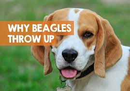 Why Does My Beagle Throw Up 8 Reasons White Foam Vomiting