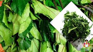 Image result for Telfairia occidentalis