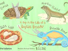 Keeping reptiles is very popular these days and they make excellent exotic pets. Reptile Breeder Job Description Salary Skills More